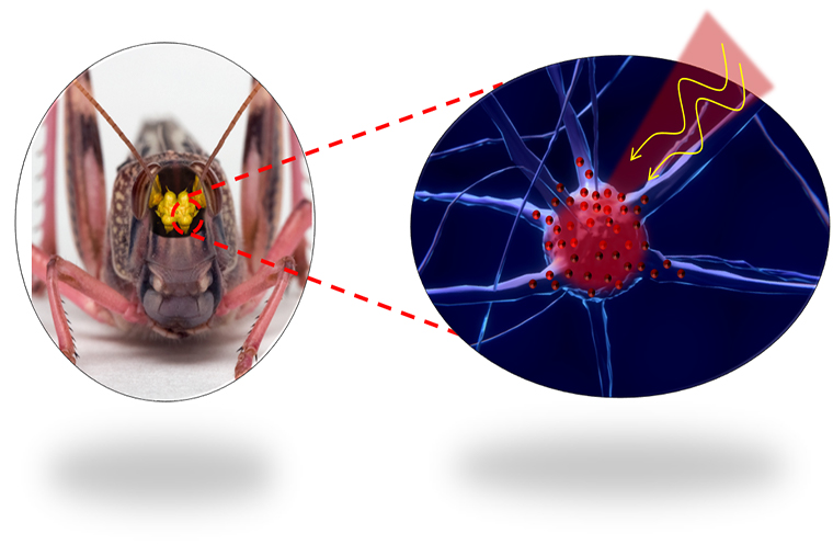 Light-activated nanoheaters may control nerve cells, locust mind
