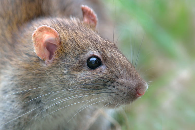 Researchers use brain-machine interface to create a sixth sense in rats