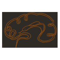Complex Networks and Brain Dynamics Company Logo Czech Academy of Sciences Prague Czech Republic